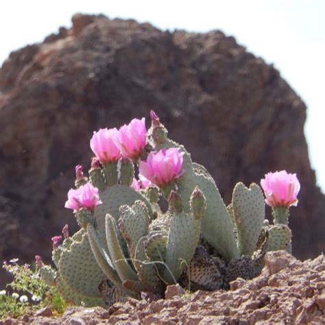 Beavertail Cactus 'Oregon Giant' (Opuntia basilaris) COLD HARDY ...