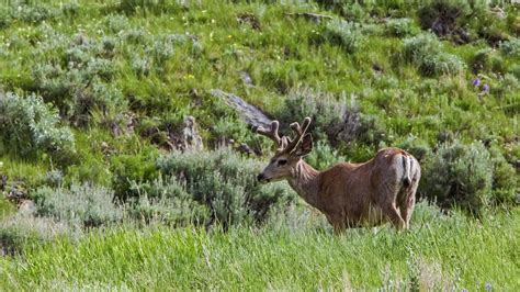 The Nevada Second Draw — List of available hunting tags, how to apply ...