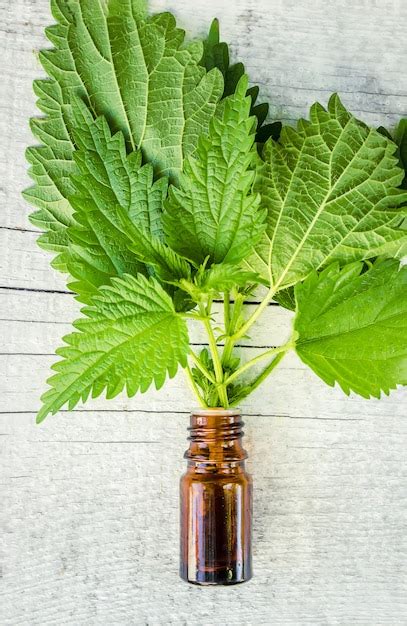 Making Nettle Extract 的图像结果