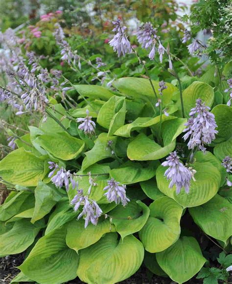 Hosta 'Sum and Substance' | Hayloft