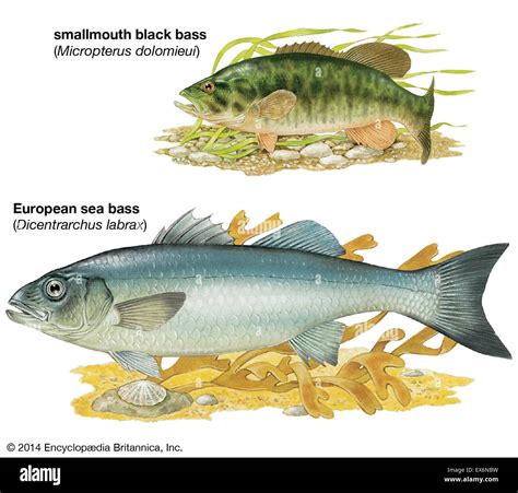 Smallmouth black bass and european sea bass hi-res stock photography ...