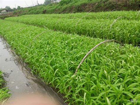 空心菜什么时候种植最好，空心菜什么时候种植最合适|admin_人人点