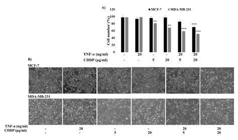Anthocyanins Isolated from Vitis coignetiae Pulliat Enhances Cisplatin ...