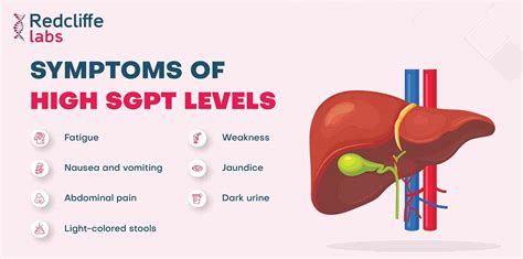 Symptoms of High SGPT Levels