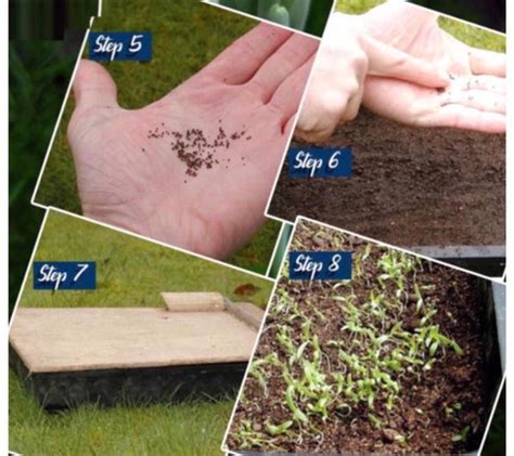 greenfarm NXC- Chilli Seeds / Mirchi Seeds , Best Quality , 250 X Seeds ...