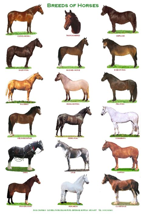 A4 Laminated Posters.horses Goats and Pigs - Etsy | Horse breeds, Pig ...