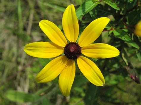 Wildflower: Black-Eyed Susan (Rudbeckia hirta), Youghiogheny River Trail