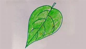 Image result for Cute Green Drawings