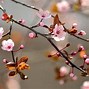Image result for Spring Wallpaper HD Cute