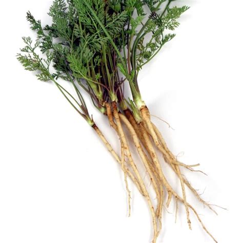 Wild Carrot (Daucus carota ssp. carota) - approx. 1000 seeds