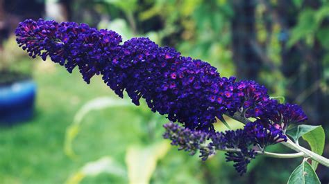 Free Images : buddleia, purple, flowers, floral, nature, garden, plants ...