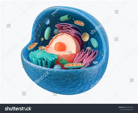 Plant Cell Clay Model Labeled