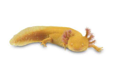 Axolotl Facts (Ambystoma mexicanum)