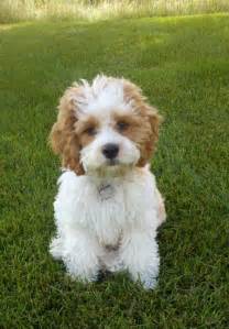 Image result for Cockapoo Chien