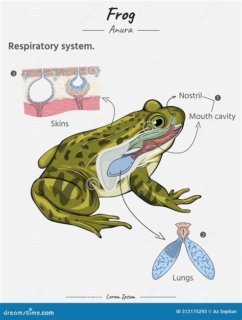 Anatomy of Frog Respiratory System, Lungs, Skins, Mouth Cavity Stock Vector - Illustration of ...