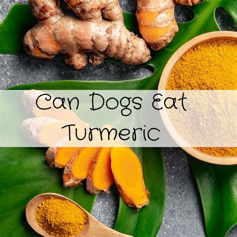 Can Dogs Eat Turmeric