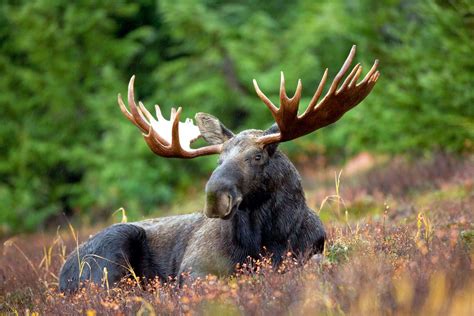 File:Orignal - Moose 2 (face - front view).jpg - Wikimedia Commons