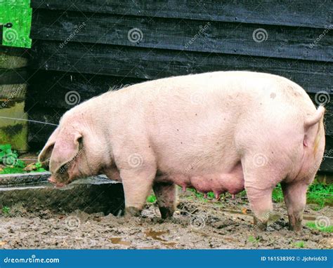 Pig in Mud, Big Pink Pigs Outside in Field, Happy Farm Animal. Stock ...