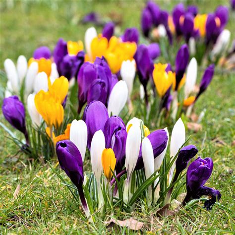 Rezultat imagine pentru Crocus Planting Guide