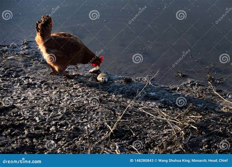 Biddy; hen stock image. Image of flowers, flower, foliage - 148280843