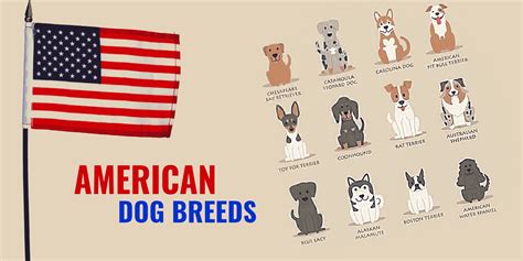 American Dog Breeds – Top List, Prices, Origins & Characteristics