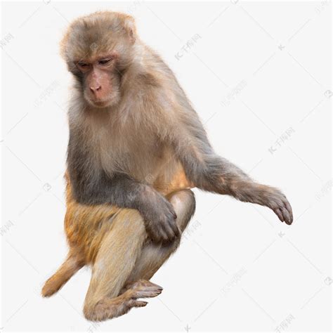 灵猴猕猴素材图片免费下载-千库网