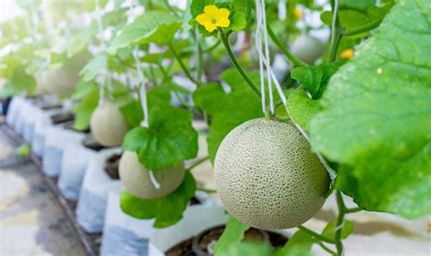 Honeydew Melons: How to Plant, Grow, and Harvest in the Garden ...