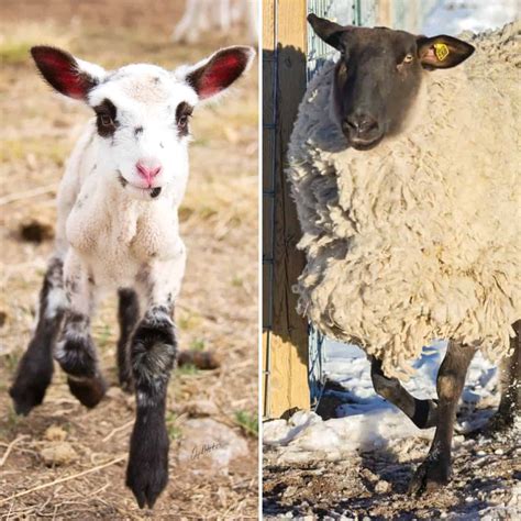 So, Why Do We Eat Lamb and Not Sheep? • New Life On A Homestead