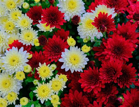 Download Yellow, Red And White Flowers Wallpaper | Wallpapers.com