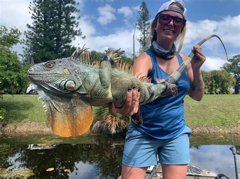 Invasive Species Spotlight: Iguanas in South Florida - Venku