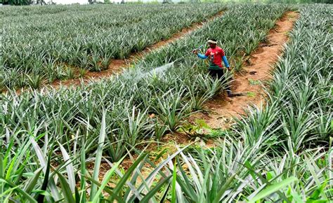 Low Pesticide Residue & Sweeter Taste: Meghalaya Pineapples Apt Product ...
