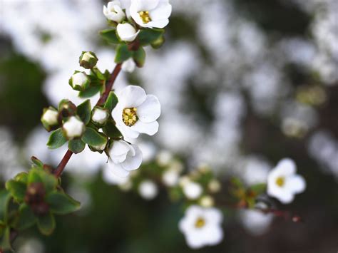What Is The Name Of The Small White Flowers at Beau Russo blog