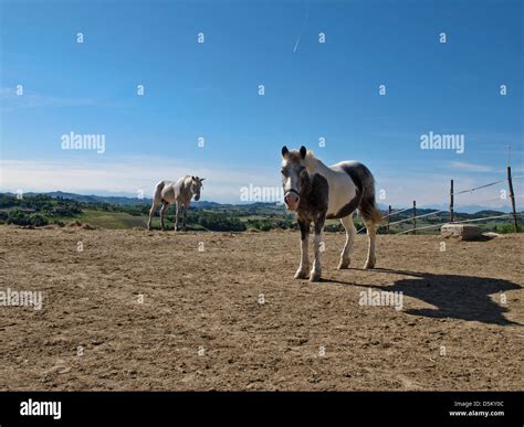 horses in a stable Stock Photo - Alamy