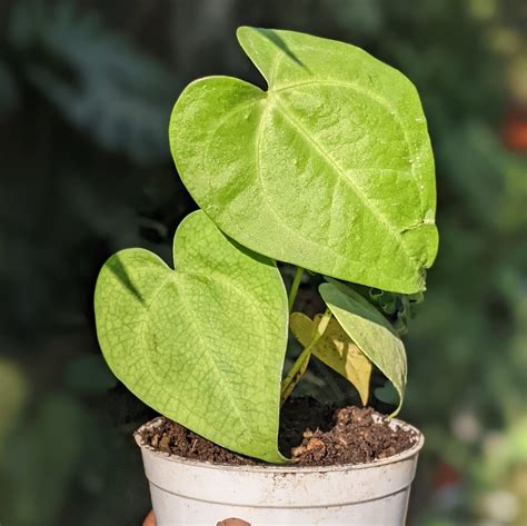 Soiled: India's No.1 Destination for Exotic & Rare Plants