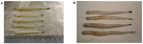 Tiny but Fatty: Lipids and Fatty Acids in the Daubed Shanny ...