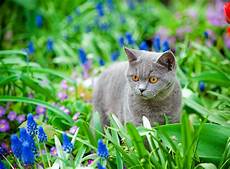 katzen von pflanzen fernhalten giftige pflanzen f 252 r katzen im fr 252 hling zooroyal magazin katzen von pflanzen fernhalten giftige pflanzen f 252 r katzen im fr 252 hling zooroyal magazin