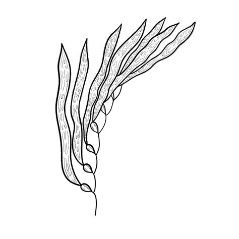 Kelp Drawing
