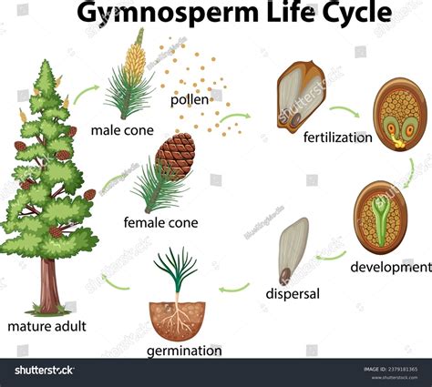 Life Cycle Of An Gymnosperm Solved Life Cycle Of A Pine Tree