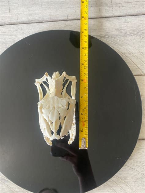 Image result for Python Skull