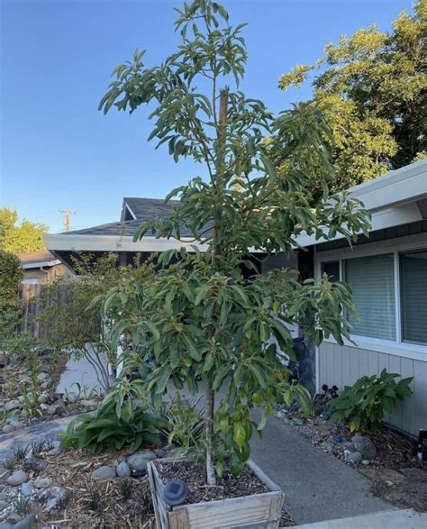 Image result for Planting Avocado Tree