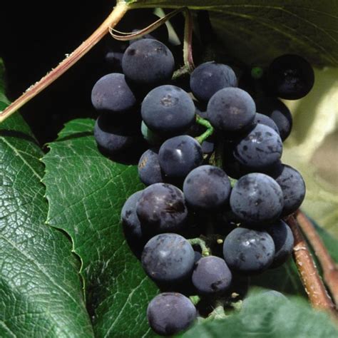 Concord Seedless Grape Vine | Plant Addicts
