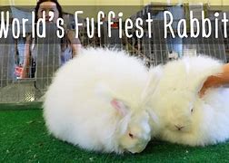 Image result for Fluffiest Bunny