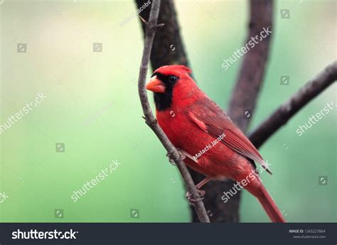 Male Cardinal West Virginia State Bird Stock Photo 1265227864 ...