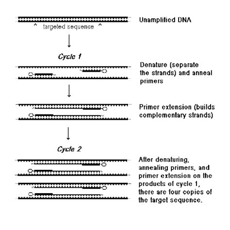 Image result for PCR Process Steps