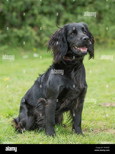 Black cocker spaniel hi-res stock photography and images - Alamy
