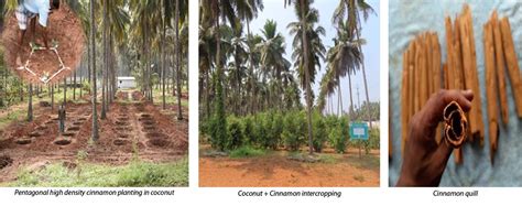 ICAR-Central Plantation Crops Research Institute