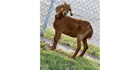 Avid search for missing Texas rodeo goat bringing residents of a small ...
