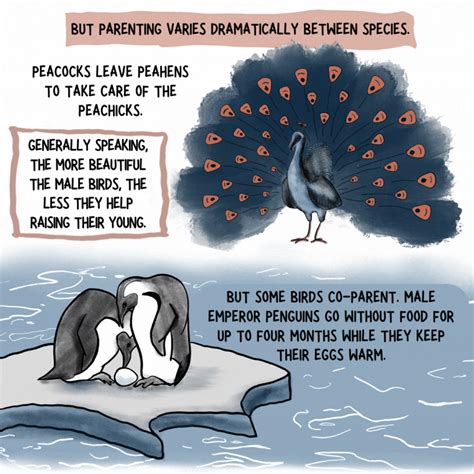 The wild science (and drama) of bird families : NPR