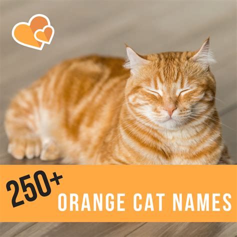 Orange Cats Female
