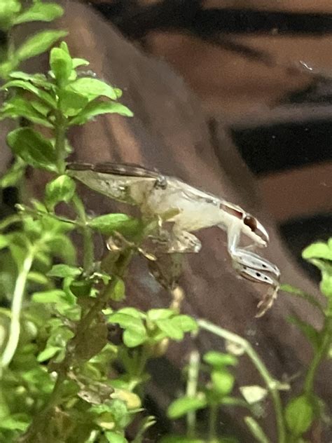 Image result for Native Fish Tank